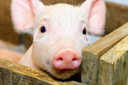 三全惹上猪瘟背后:委托商曾上黑榜，多家电商平台下架问题水饺