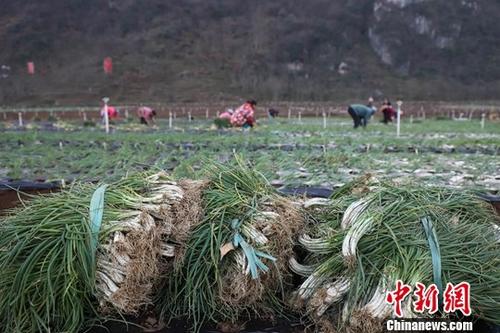 资料图:农户忙着移栽香葱、起垄开沟。中新社记者 瞿宏伦 摄