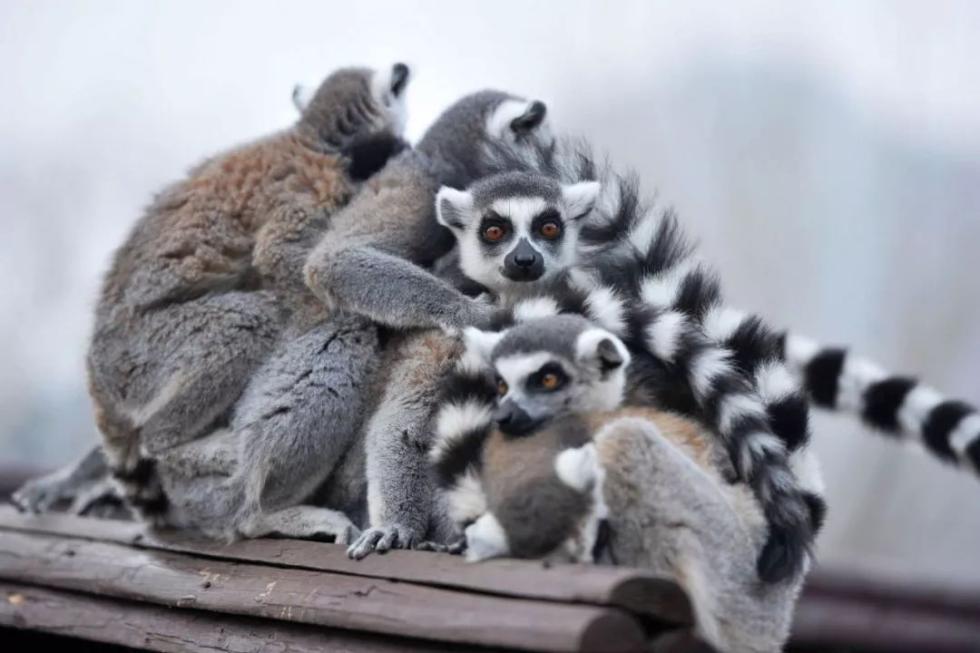 �������ӱ��Լ�����ʳ��ɱ��������100��ֻ���涯�ｫ��������