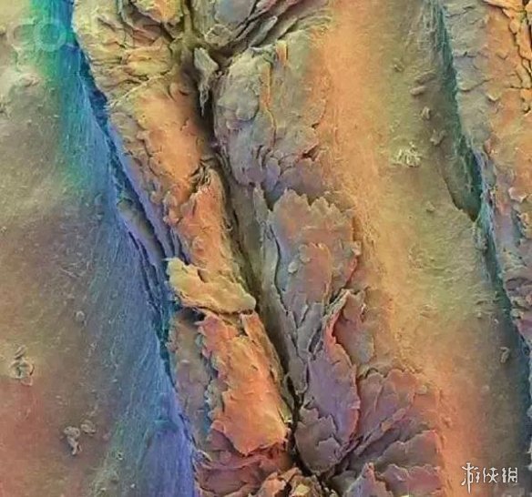 肌肉组织像无数根橡皮筋!显微镜下的人体竟是这样的