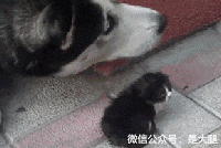 今天最搞笑的10个段子:把你关一个月,你选择电脑还是妹子一起过?