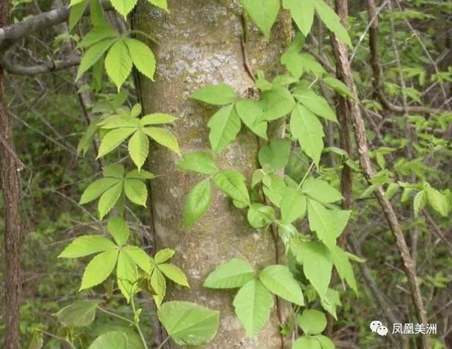 夏日炎炎 提防"毒漆藤"!