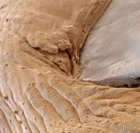 肌肉组织像无数根橡皮筋!显微镜下的人体竟是这样的