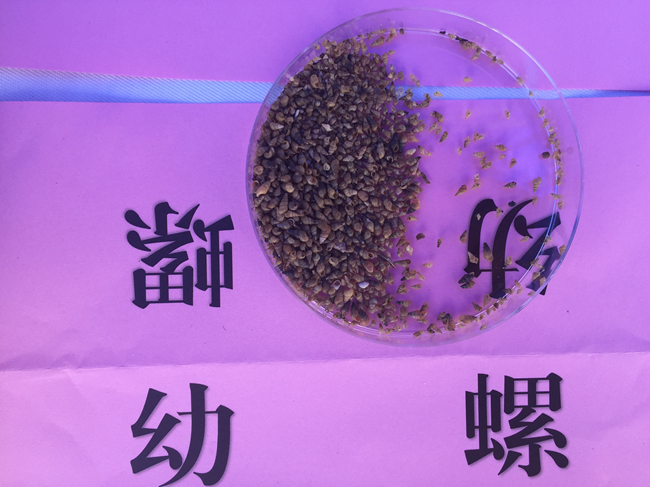 上游血吸虫恐随江水到南京，看图识别哪些螺对人体有害