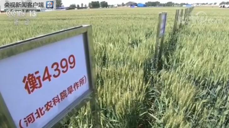 我国小麦育种再突破 7个节水小麦品种发布