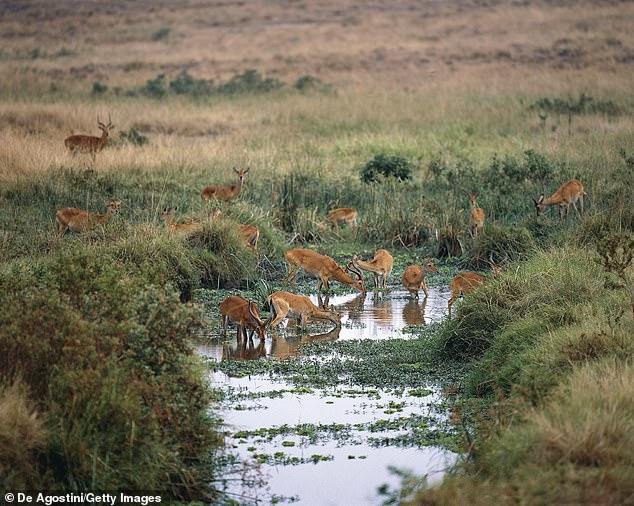 35岁美国妇女在乌干达野物动物园被绑架,歹徒索要50万美元赎金 35岁美国妇女在乌干达野物动物园被绑架,歹徒索要50万美元赎金