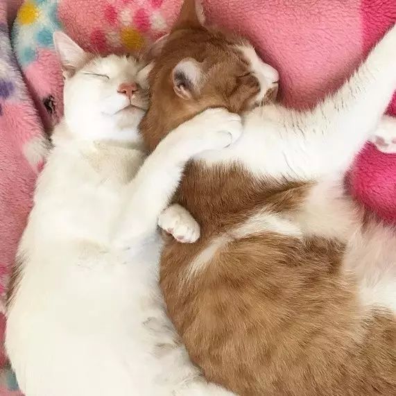 喵星人吵架那么敷衍的吗?快受不了你们啦!