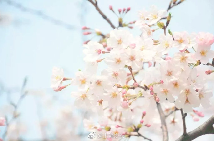 2019最美樱花季即将到来,沪上赏樱地图攻略出