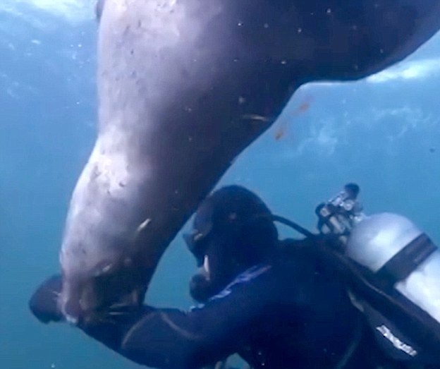 加拿大一“贪吃”海狮戏咬潜水员求关注