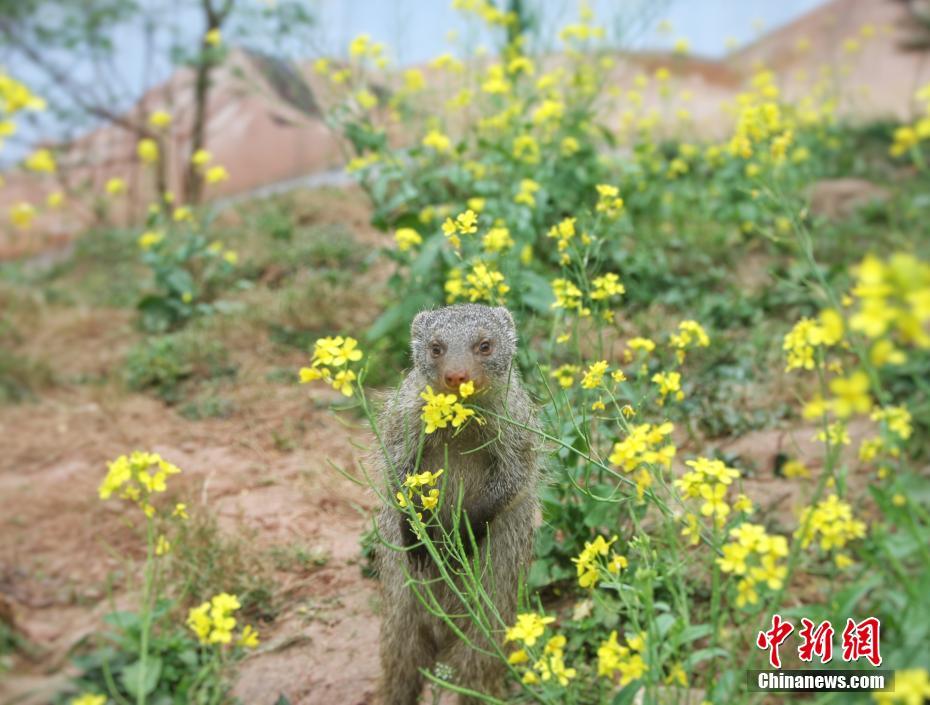 黑鱼蒸还是和酸菜一起烧好吃？