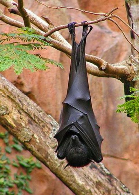 女子饲养巨型蝙蝠,它的翼展开至少有4米长和有尖锐的獠牙