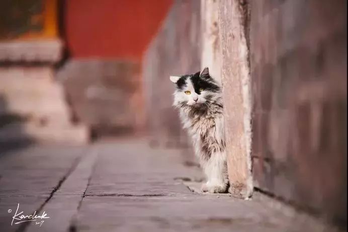 据我们深入调查,故宫的猫还真没有一个吃白食的