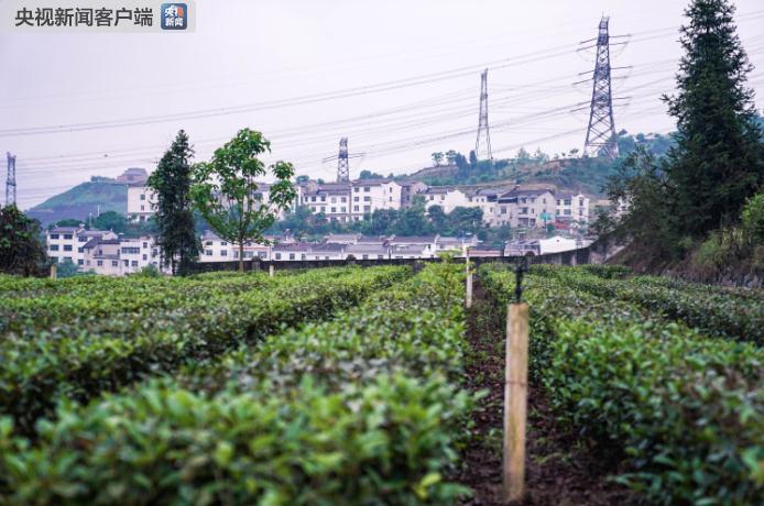 △许家冲村茶叶种植园