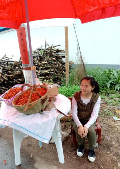 14岁农村女孩大山里单独摘樱桃，日入30元为母挣治丙钱
