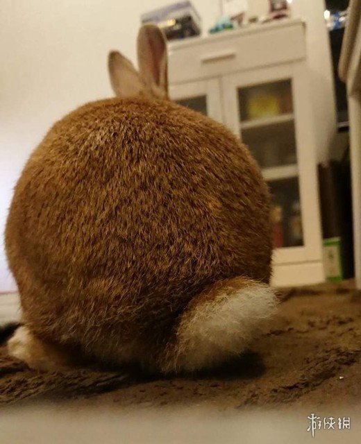 日本网友的兔子屁股摄影展!这么可爱又毛绒绒的屁股想捏吗?