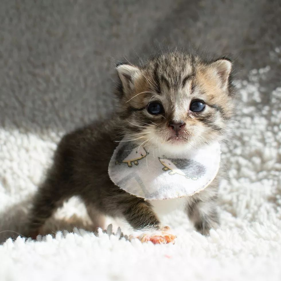 捡回来的小奶猫体温过低,于是救助人员给它穿