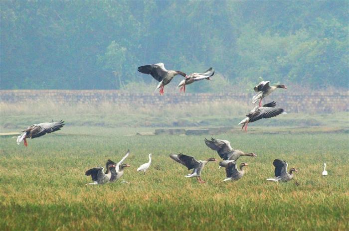 海南：“明星”候鸟曼妙身姿（最新发布）
