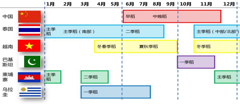 图 3： 全球各主产国稻谷收获期分布