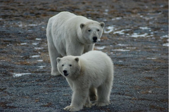 研究:生存受气候威胁的北极熊在楚科奇海拥有