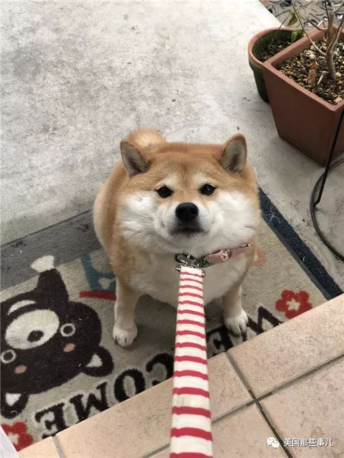 日推网友疯狂晒图欢庆柴犬日今日份的沙雕快落都在这里了
