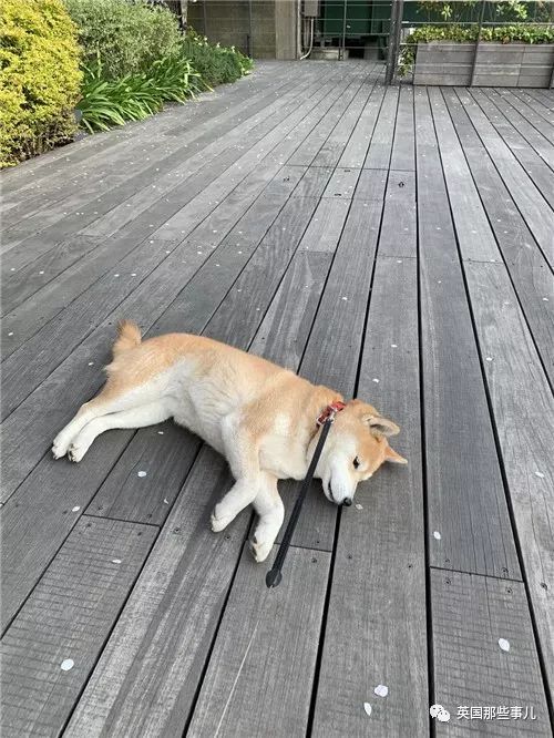 日推网友疯狂晒图欢庆柴犬日今日份的沙雕快落都在这里了