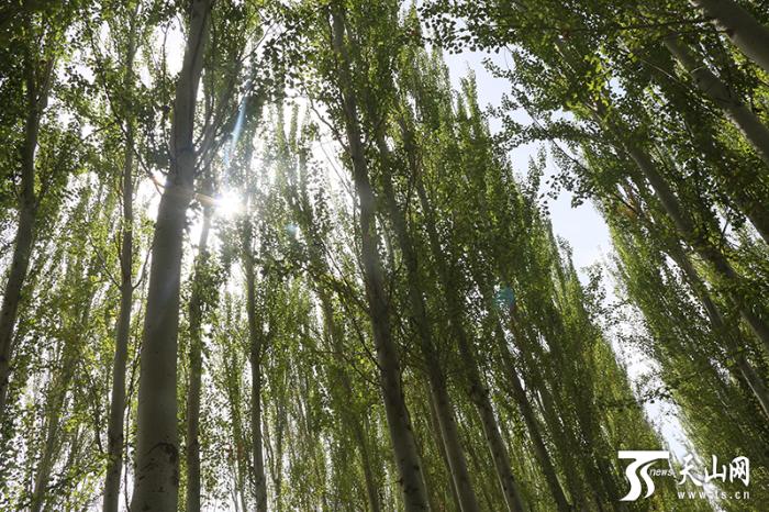 [最美林业故事]这里的每棵树都跟我的孩子一样