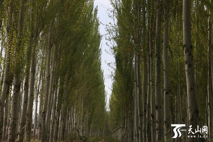 [最美林业故事]这里的每棵树都跟我的孩子一样