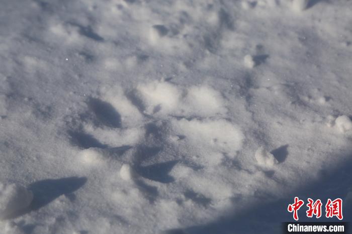 雪地上鲜明的东北虎足迹(海林林业局供图)