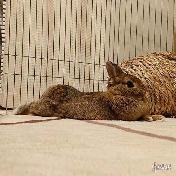 日本网友的兔子屁股摄影展!这么可爱又毛绒绒的屁股想捏吗?