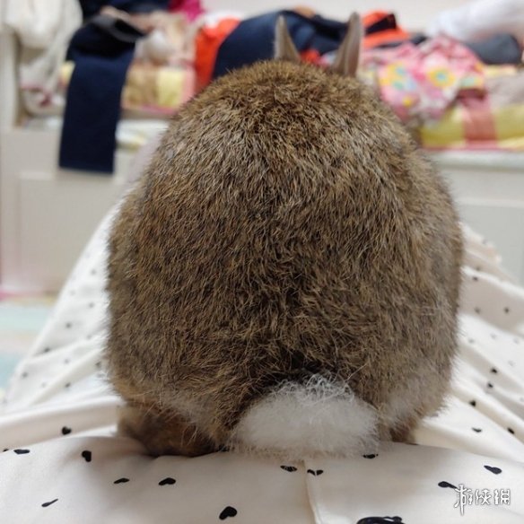 日本网友的兔子屁股摄影展!这么可爱又毛绒绒的屁股想捏吗?