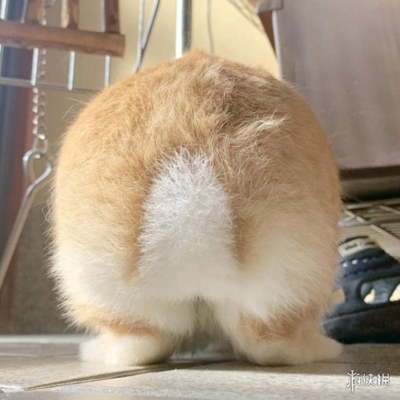 日本网友的兔子屁股摄影展!这么可爱又毛绒绒的屁股想捏吗?