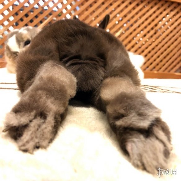 日本网友的兔子屁股摄影展!这么可爱又毛绒绒的屁股想捏吗?