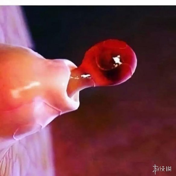 肌肉组织像无数根橡皮筋!显微镜下的人体竟是这样的