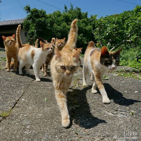 “流浪猫”气场超强！喵老大身后总有一群小弟跟随！