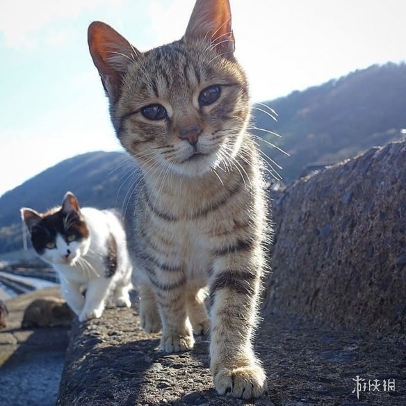 “流浪猫”气场超强！喵老大身后总有一群小弟跟随！