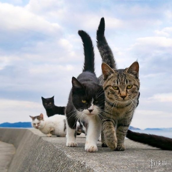 “流浪猫”气场超强！喵老大身后总有一群小弟跟随！