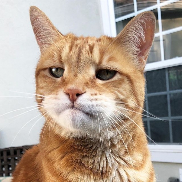 一只猫的表情包 d356-ietnfsp6479831.jpg