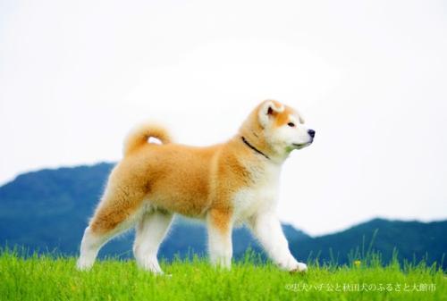 资料图：秋田犬。（图片来源：日本秋田县大馆市官网）