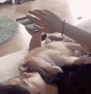 为什么你可以对着木偶冲啊 动图 你给我从桌子上下来