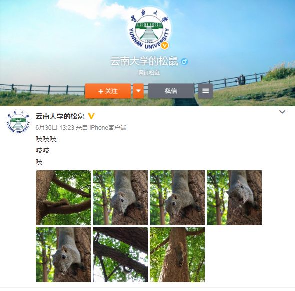 一只非常英俊的大白鹅拿到大学录取通知书!各