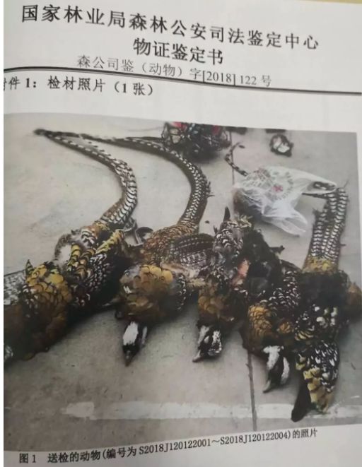 抖音现烹煮二级保护动物湟鱼视频,上传者被处