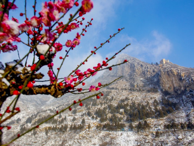 在怀柔渤海举办"北京首届长城梅花节暨2019第四届响水湖长城梅花展"