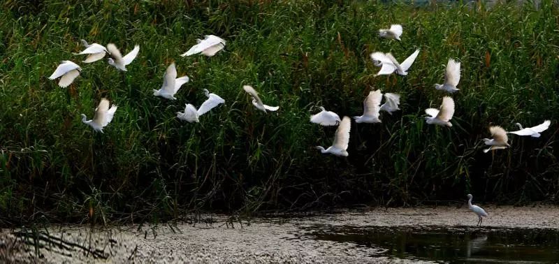 要闻丨李鸿忠五进七里海湿地: 坚决守护好“京津绿肺”
