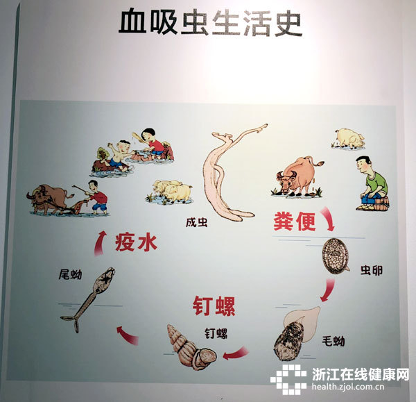 曾经"毁村"的小虫灭迹23年,浙江血吸虫防治总结