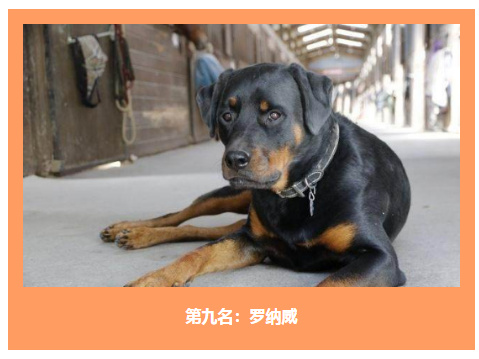 世界最权威狗类智商排行榜:快来看看你家狗子