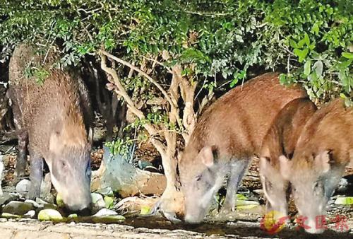 香港接连发生野猪咬人 有市民非法喂饲加速其繁殖