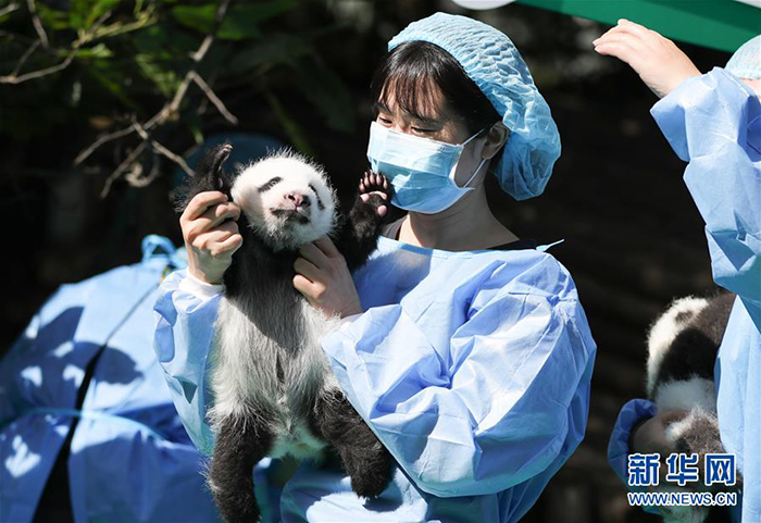 2018年成都新生大熊猫宝宝齐亮相|成都|成都大
