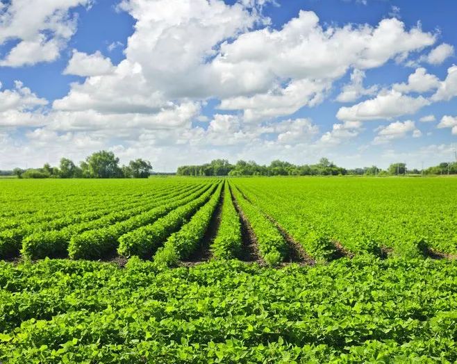 活动 | 周末田园亲子游,栽种红心芭乐树+采摘有