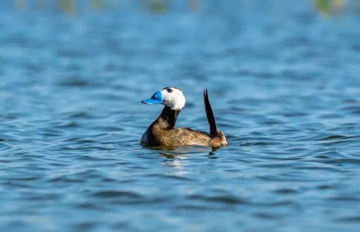 方便实惠!乌鲁木齐3000多辆公交车均可使用银