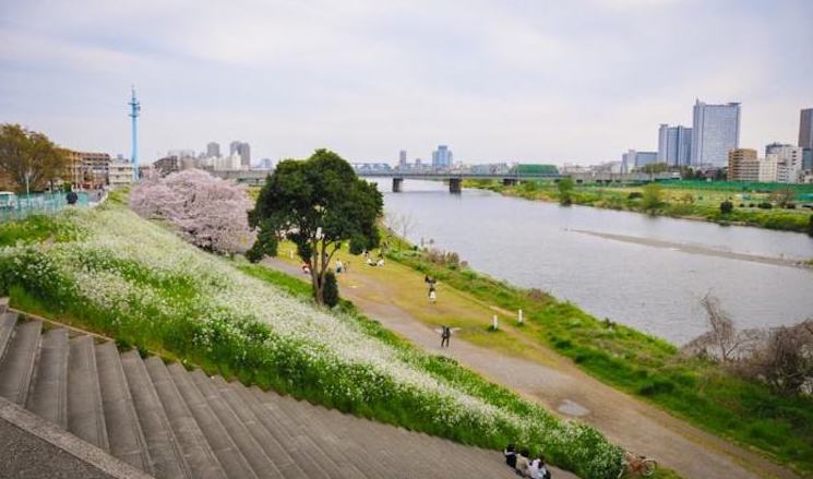 多摩川 陆蓓容 陆蓓容 多摩川 芒草 新浪新闻